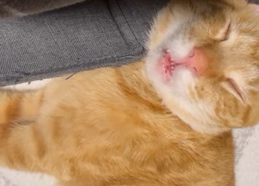 出所：@Beercat_Ana_Dar