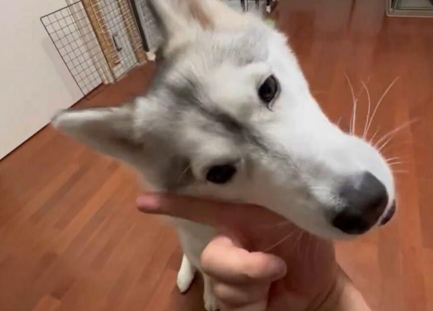 出所：@Livewithhusky