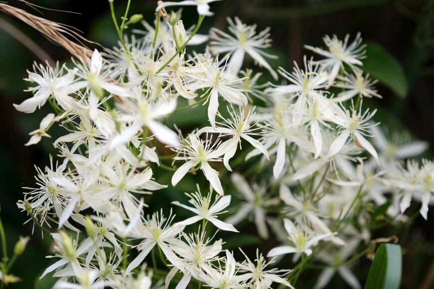 クレマチス　SAIGLOBALNT/istockphoto.com