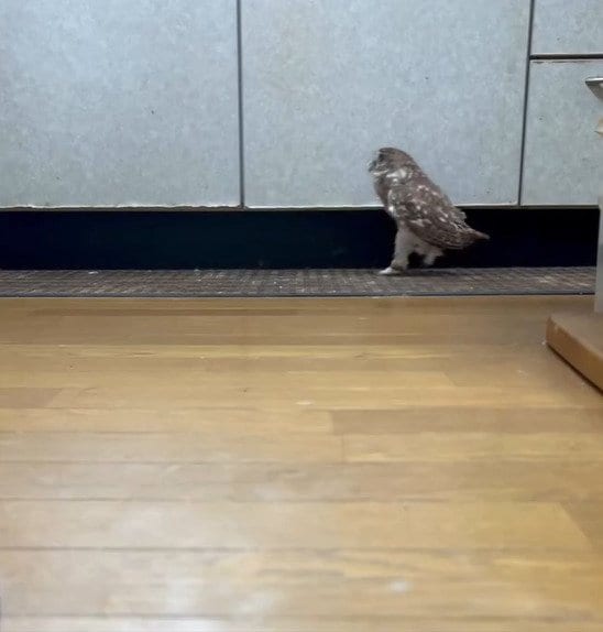 兄猫大好きフクロウが今日はひとり時間を満喫→自由気ままな激しめ室内散歩に思わず二度見