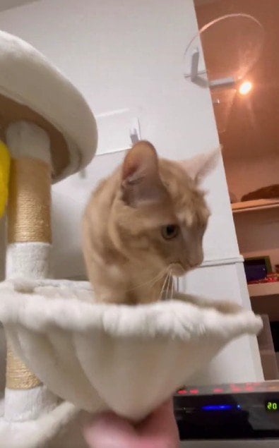 出所：＠Teagle_Noir