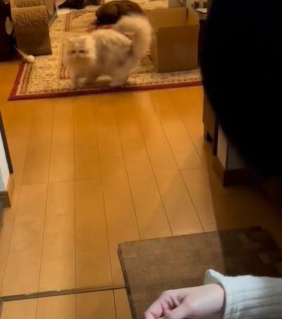 出所：@NEKOLAND13 