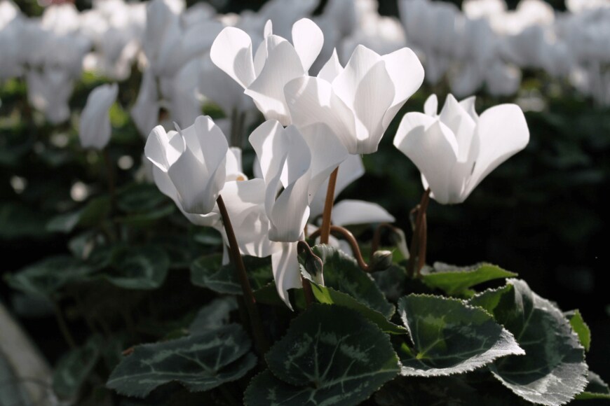 immton/istockphoto.com