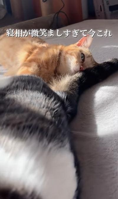 出所：＠nikoandkotatorowasabi