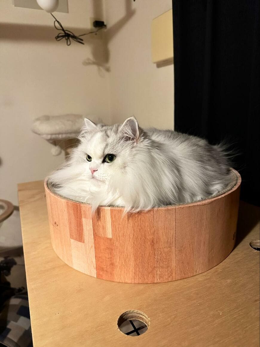 出所：@NEKOLAND13