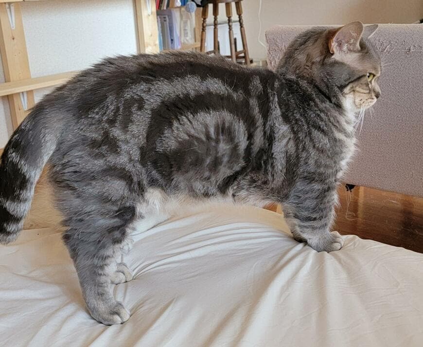 出所：@nekotansoku