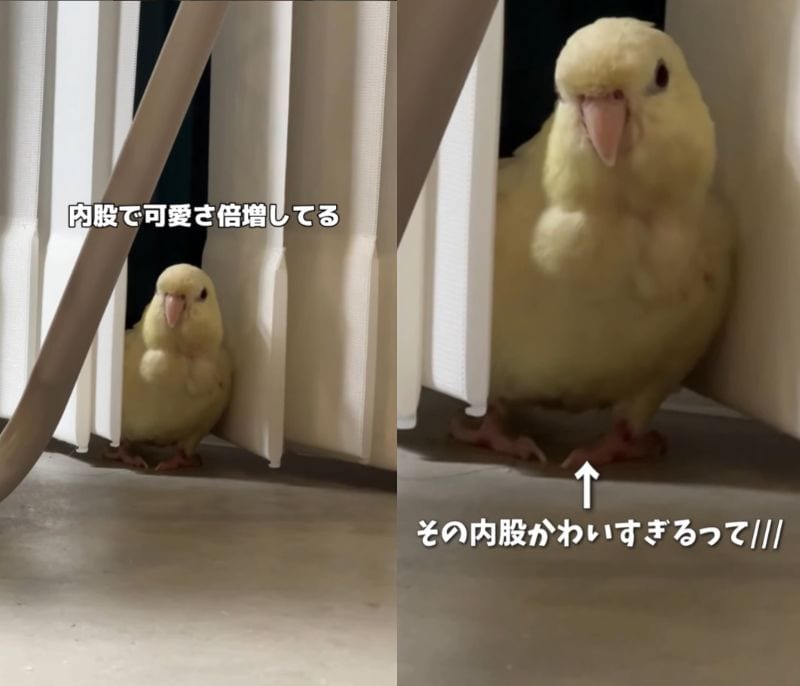 出所：@daiinkoteikoku_soraoto