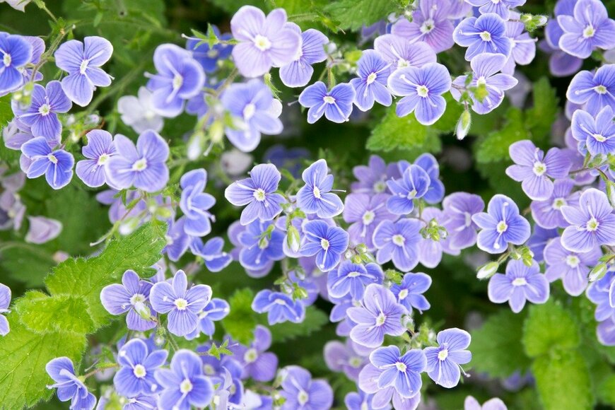 Iva Vagnerova/istockphoto.com