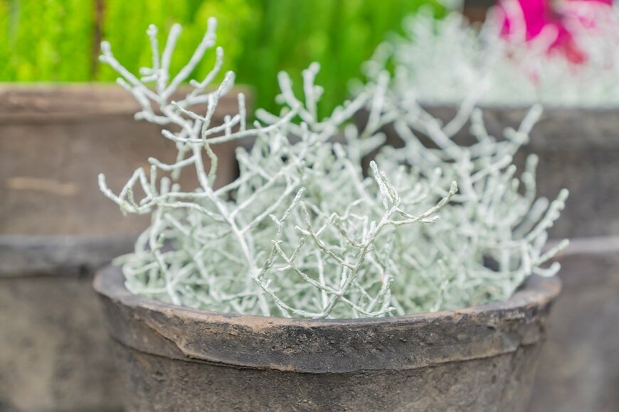 Irina Kvyatkovskaya/shutterstock.com