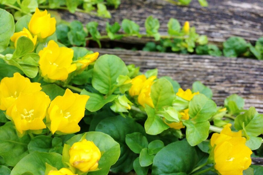 リシマキア　　Charlie Goodall/shutterstock.com