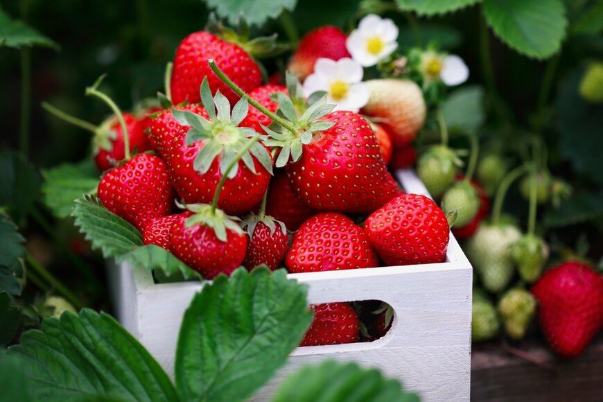 【秋の家庭菜園】イチゴの植え付けは今が適期！おいしい果実を収穫するポイント