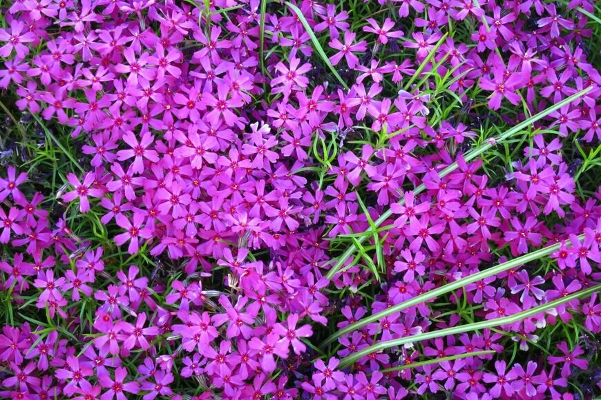 Olga Glagazina/Shutterstock.com