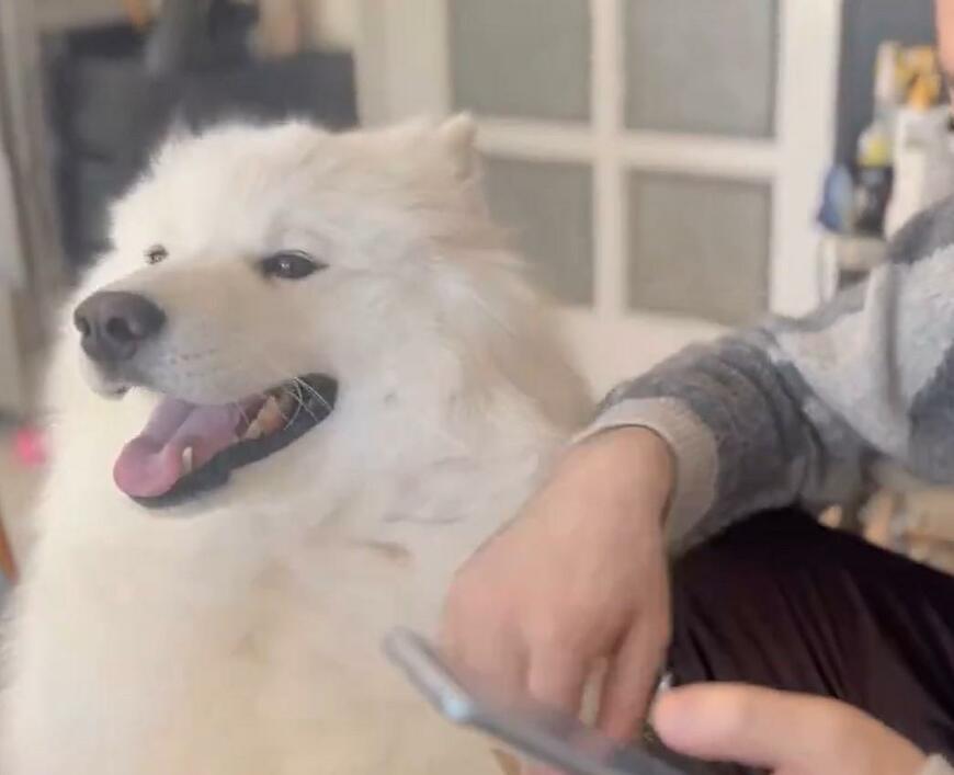 出所：@samoedsoran