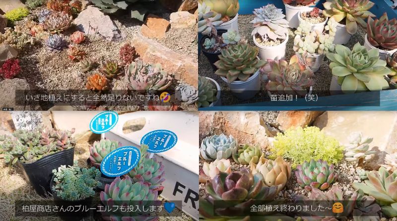 出所：@oliveandsucculentgarden