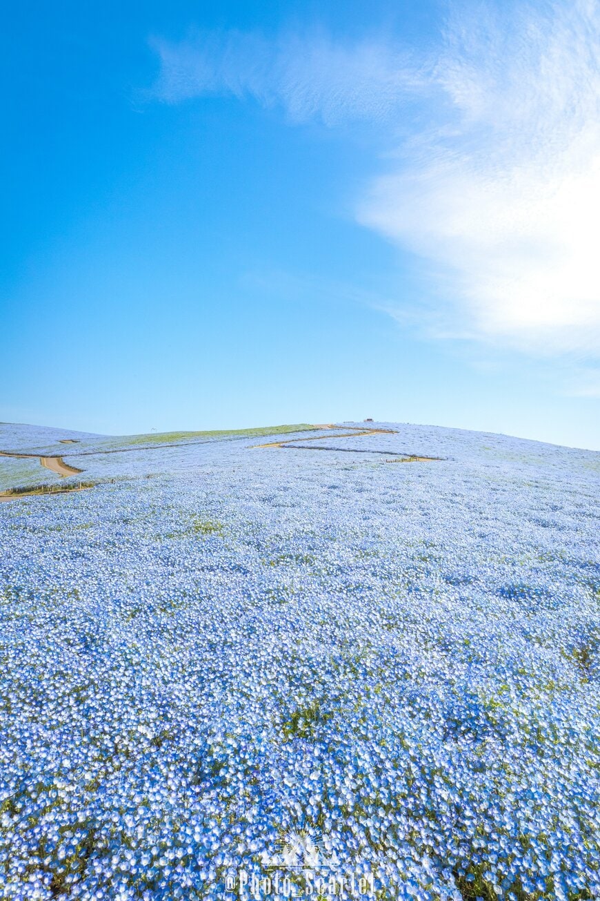 出所：@Photo_Scarlet