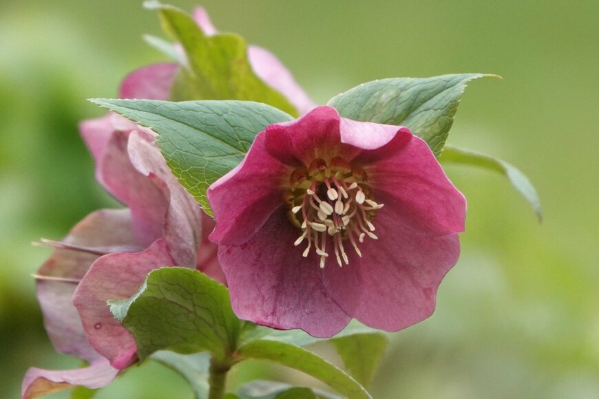 クリスマスローズ　Nicolas Mueller/istockphoto.com