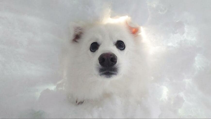 出所：@kukuri_shibainu