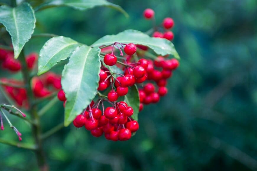 polya_olya/shutterstock.com