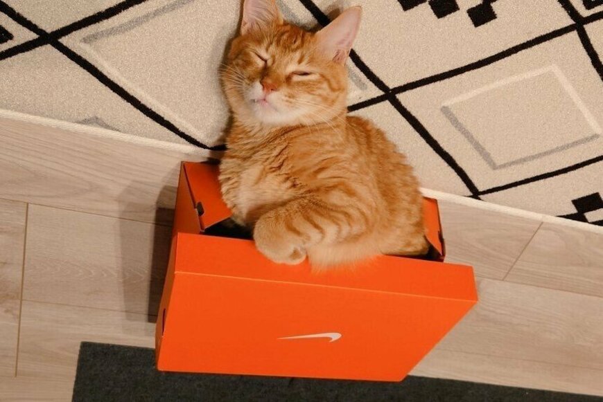 ニョキニョキ【箱から生える猫】がTwitterで話題に！まさかの「そのまま眠ってしまう」姿が可愛すぎ