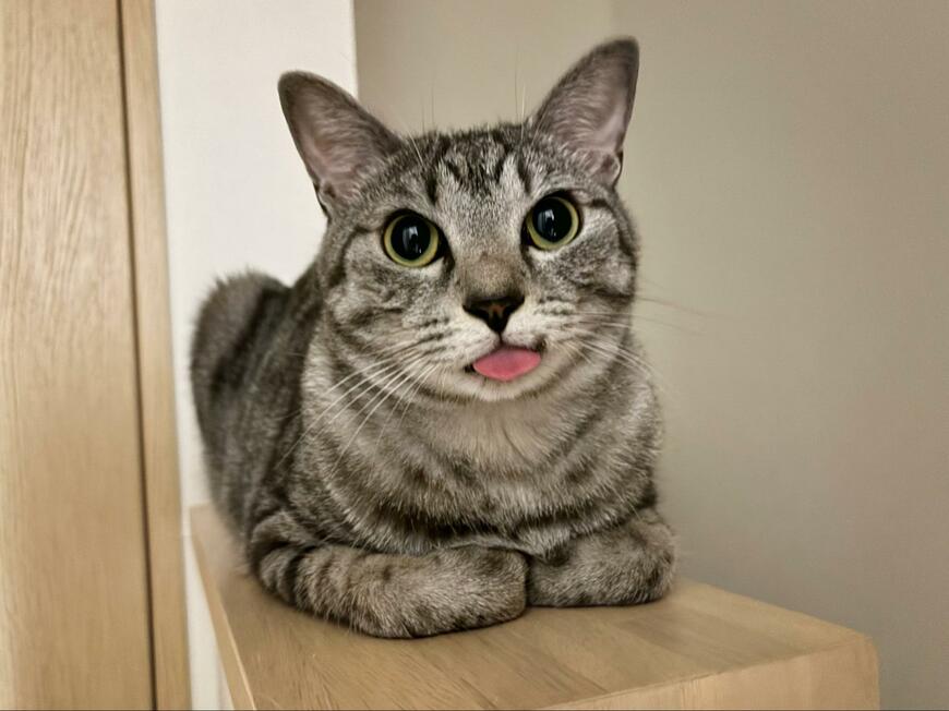 リラックスする猫