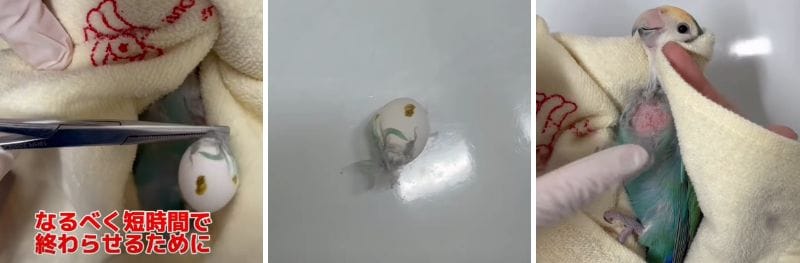 羽根を切って卵を取り除くことに成功