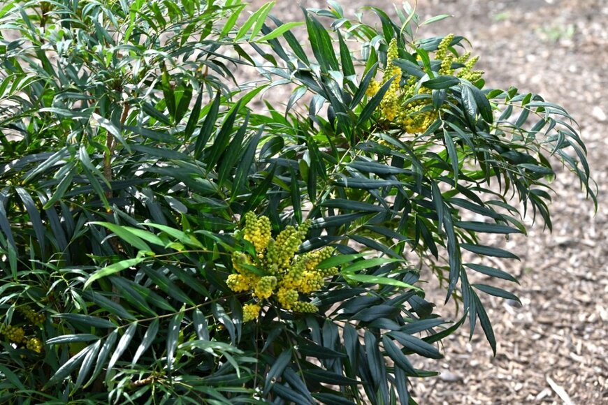 黄色い花を咲かせ始めたマホニアコンフューサ