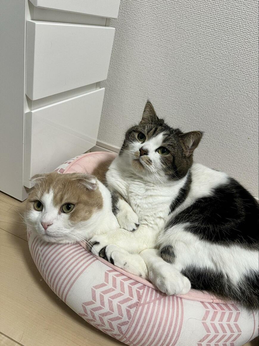 クッションの上の猫