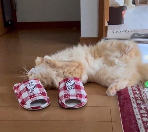 スリッパと猫