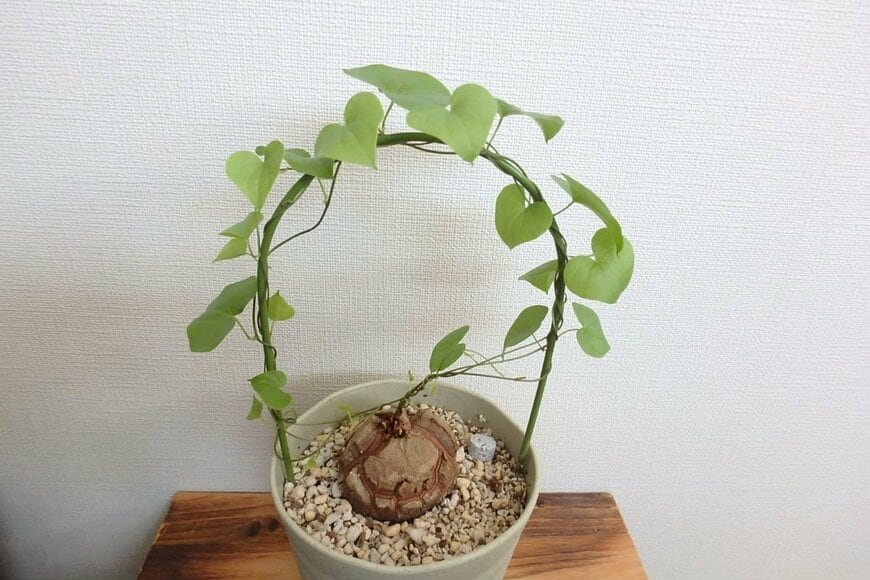 亀甲竜の全体
