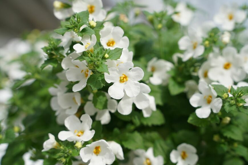 白い花を咲かせているステラ・スノーストーム