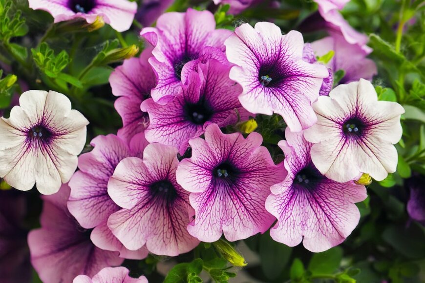 うす紫色の花を咲かせている、ペチュニア