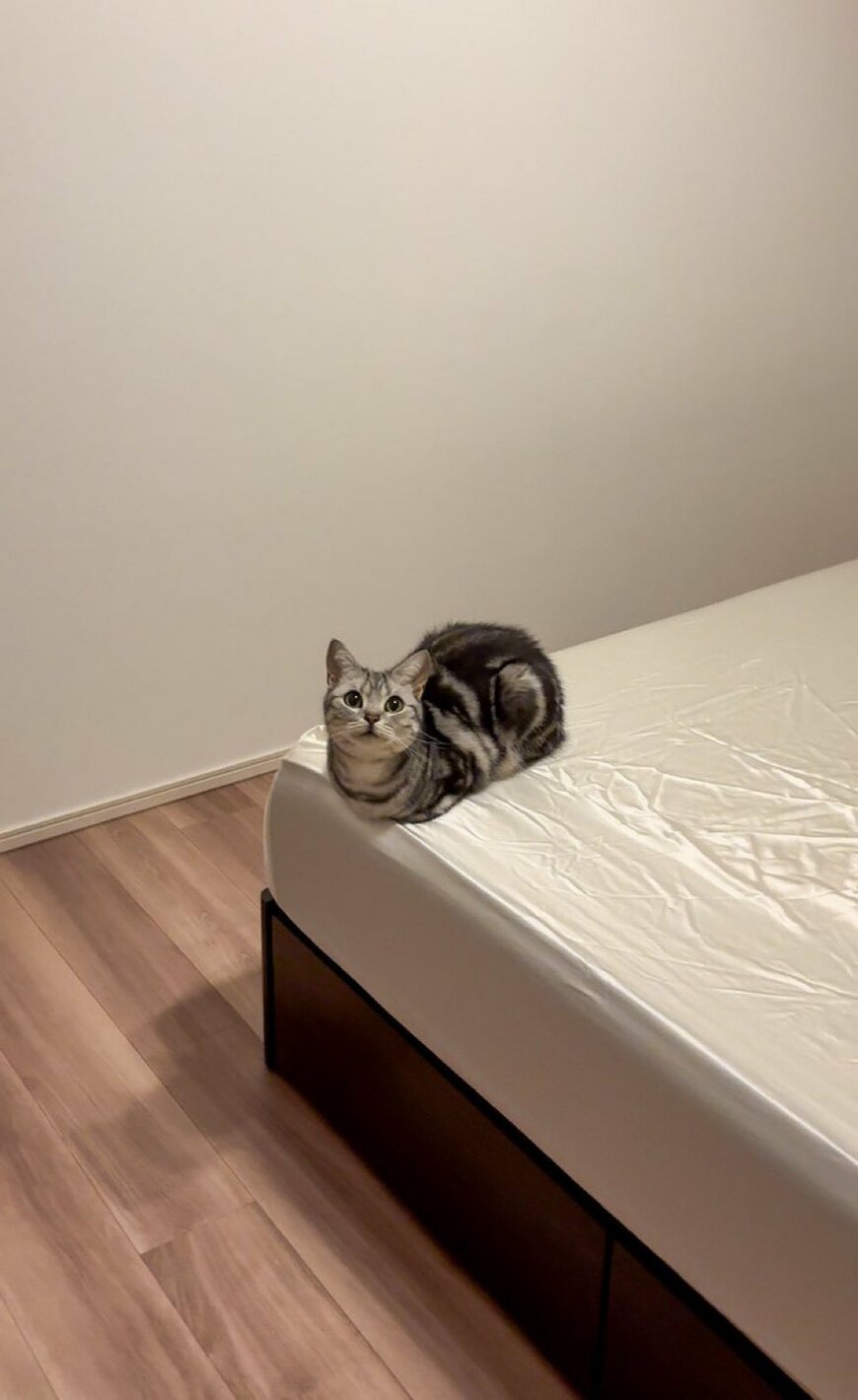 ベッドの上の猫