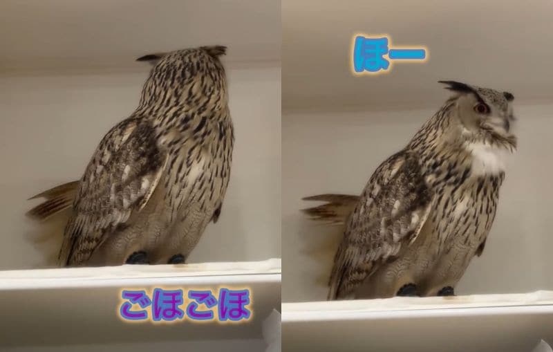投稿動画のワンシーン
