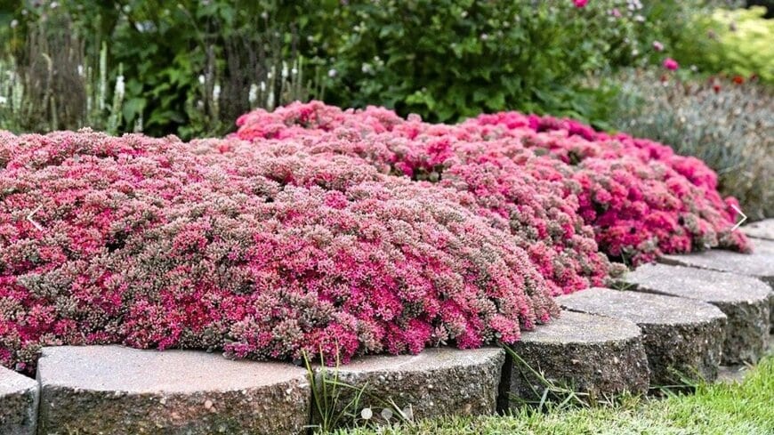 PROVEN WINNERS（R）公式　セダム モコランド