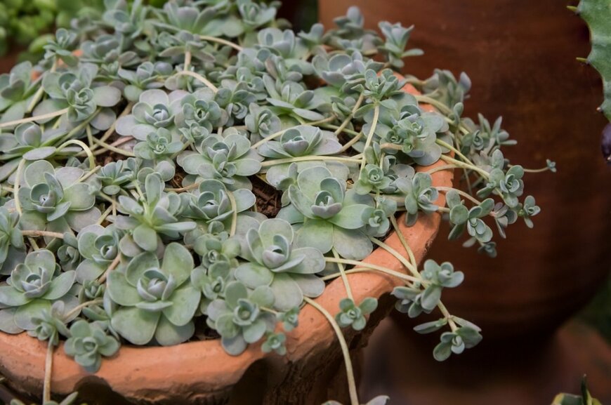 薄茶色の植木鉢に植えられたオロスタキス・子持ち蓮華