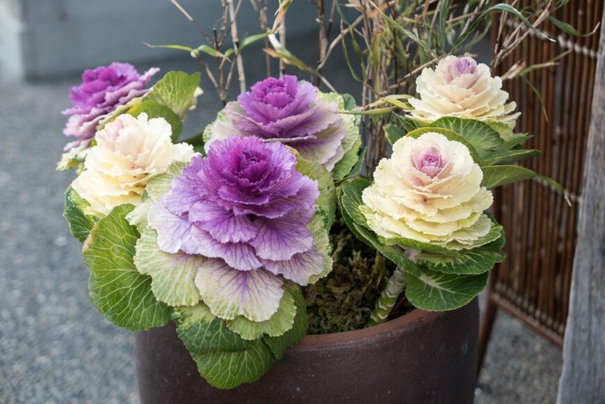 茶色の植木鉢に植えられた、白と紫のハボタン