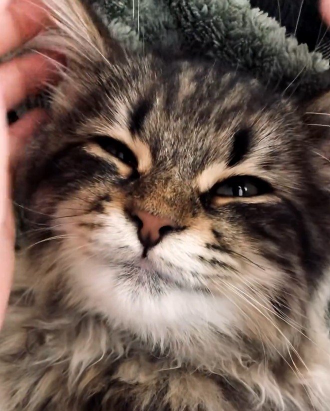 全日本きもちよさそうに眠るねこ