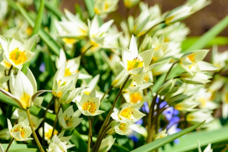 原種チューリップの花が群生している。花弁は薄いピンク、中央部は黄色。