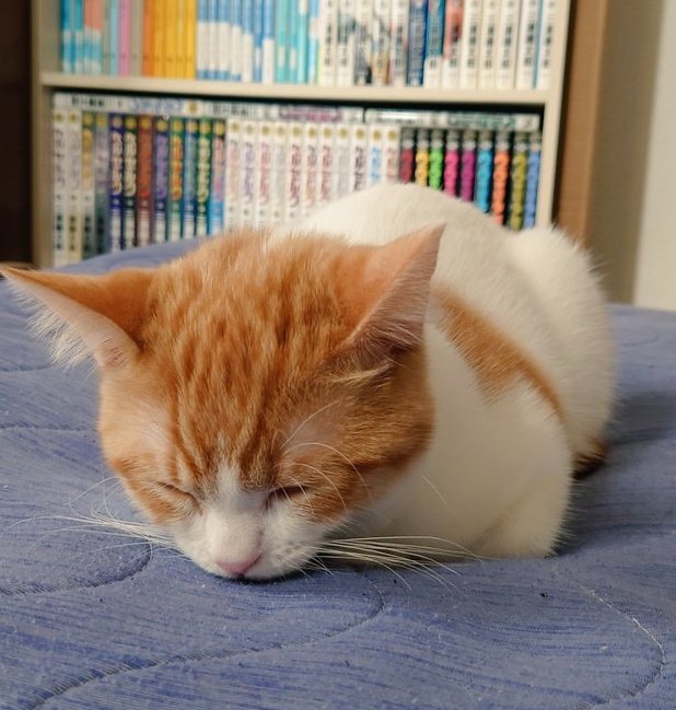 初心者のおててないない猫