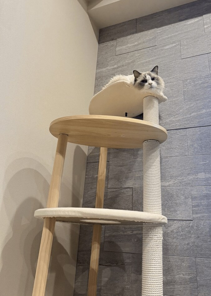 普段のミミちゃんの様子