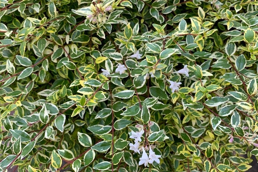 白い花を咲かせている、アベリア。緑色の葉の縁に白い斑が入っている