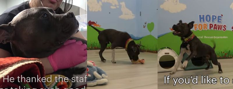獣医師に抱きしめられ、おもちゃで遊ぶ元気なシェビー