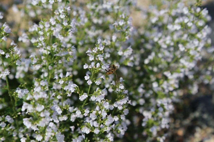 白い穂状の花を咲かせているカラミンサ・ネペタ