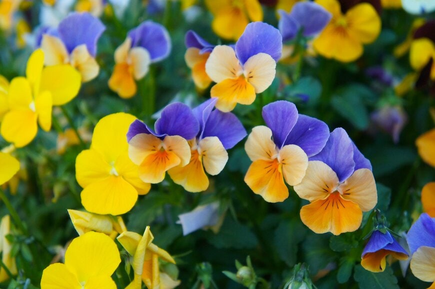 黄色い花や、青とオレンジの複色花を咲かせている、ビオラ