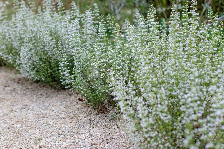 白い花を咲かせている、カラミンサ