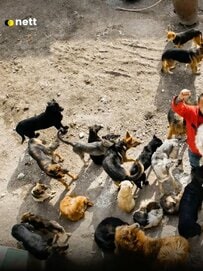 取引現場から2000匹の犬を救出！全財産を投じて命を救った男性の決断と支援の輪に反響