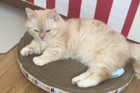 【眠さが限界の猫】飼い主にまさかの姿を見せる→かわいすぎる仕草に思わず悶絶
