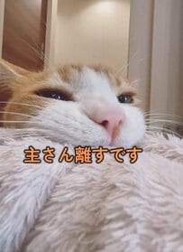 毛布をこよなく愛する猫　洗濯を目論む飼い主さんとの攻防戦の結果→意気揚々とした姿に大爆笑