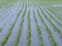 兵庫県豊岡市の田んぼで絶滅危惧種の群れに遭遇　地元民も注目する珍しい光景に「これはすごい」「人間に見えた」