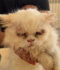 200匹以上の猫が暮らす家から衰弱した猫を救出 検査で複数の感染症が判明し、懸命な治療が続けられる